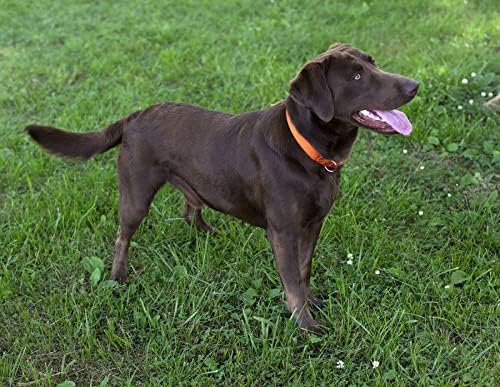 Martingale Dog Collar - Heavy Duty Nylon Adjustable Martingale Dog Collar with Plastic Buckle for Small Medium Large Breeds - 30+ Colors (1 Inch, Extra Large, Orange)