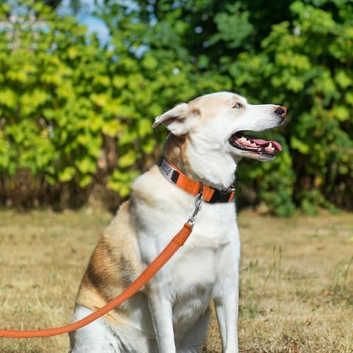 Joytale Personalized Dog Collar with Name Plate Built-in for Large Dogs