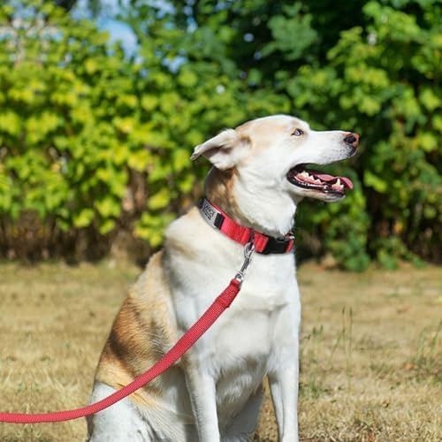 Joytale Personalized Dog Collar with Name Plate Built-in for XLarge Dogs