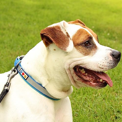 Pawtitas Camouflage Padded Reflective Dog Collar - Puppy Training Neoprene Behavioral Camo Collar XS Teal