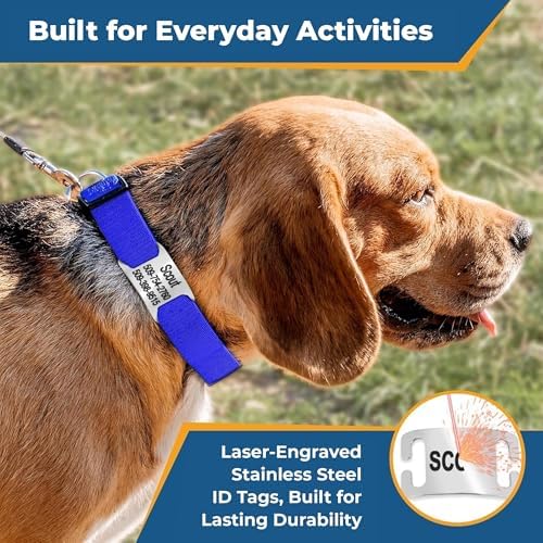 GoTags Reflective Dog Collar with Personalized Nameplate, Collar Tag Combo
