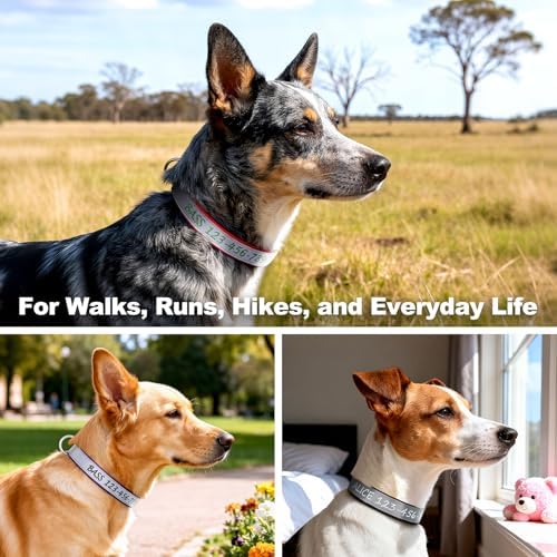 Personalized Dog Collar, Custom Embroidered Name & Phone Number