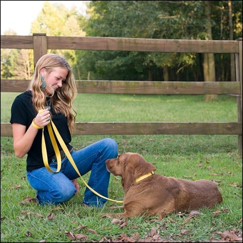 Country Brook Petz - Everyday Nylon Dog Collar for Large, Medium, and Small Dogs and Puppies - for Everyday Use in 30+ Colors (Medium, 3/4 Inch Wide, Gold)