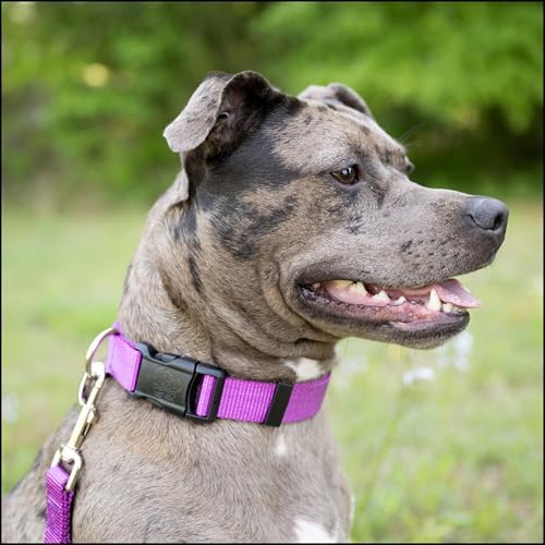 Country Brook Petz - Everyday Nylon Dog Collar for Large, Medium, and Small Dogs and Puppies - for Everyday Use in 30+ Colors (Extra Large, 1 Inch Wide, Bright Purple)