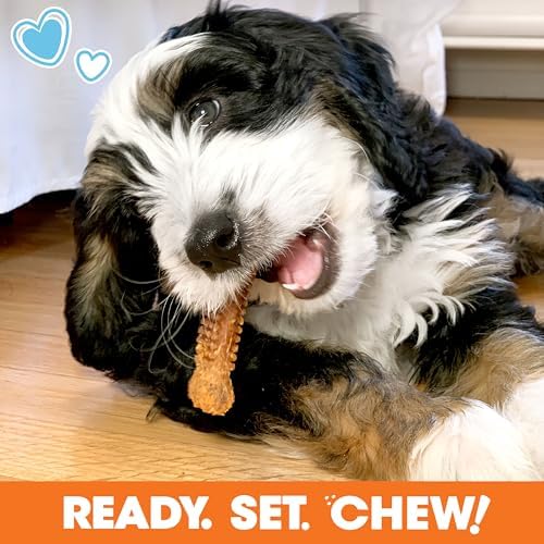 Nylabone Puppy Gift Box, Strong Chew Toys & Treat, Small, 4 Count