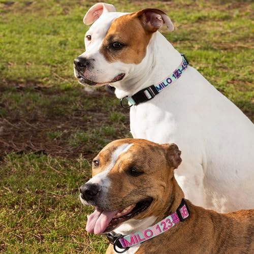 Pawtitas Personalized Dog Collar Small Dog Collar Embroider Name Phone Number Puppy Collar Adjustable Customized Collar for Small Dogs Breeds Multicolor Dog Collar