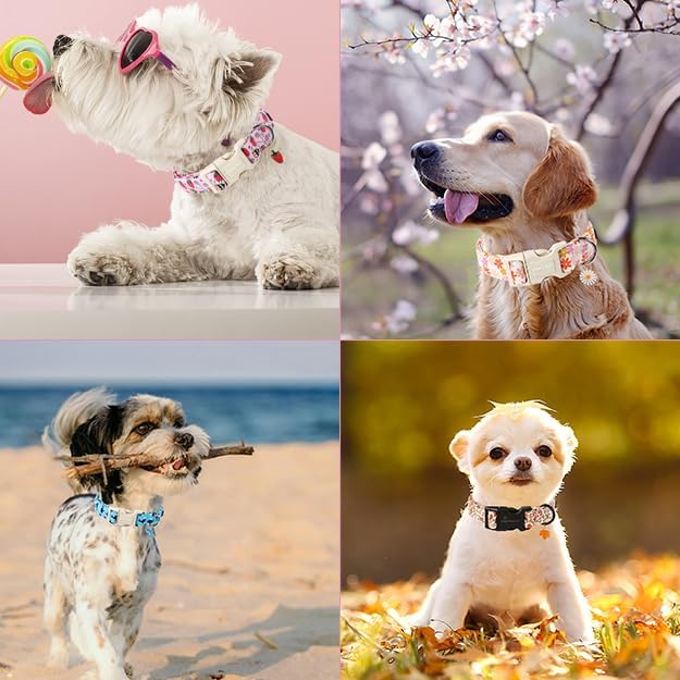 ARING PET Dinosaur Dog Collar-Cute Boy Dog Collar for Small Dogs, Adjustable Dinosaur Print Pet Collars Puppy Collar for Small Medium Large Dogs