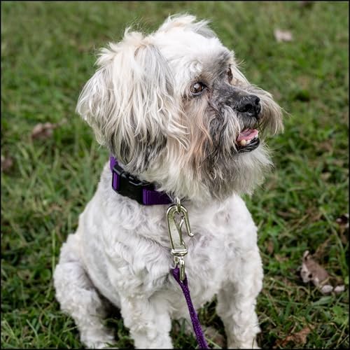 Country Brook Petz - Everyday Nylon Dog Collar for Large, Medium, and Small Dogs and Puppies - for Everyday Use in 30+ Colors (Small, 3/4 Inch Wide, Purple)