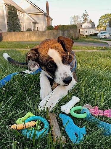 Nylabone Puppy Chew Toy & Treat Bundle, Small, 6 Count