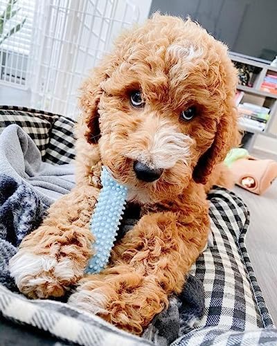 Nylabone New Puppy Starter Kit, Puppy Teething Toys, 3 Pack, Blue
