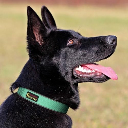 Plutus Pet Tactical Dog Collar, Reflective, Adjustable Heavy Duty Dog Collar, Soft Padded and Comfortable, for Small Medium and Large Dogs (Teal, L)