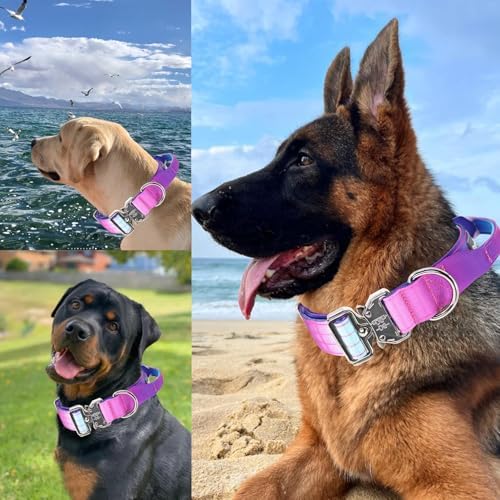 Thick Tactical Heavy Duty Dog Collar with Handle for Large Dogs (Purple)