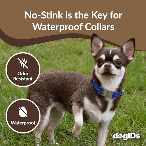 dogIDs Personalized Quick Release Waterprooft ScruffTag Dog Collar - Built-in Custom Laser Engraved Nameplate, Odor Resistant - Blue, 1 in x 16-23 in (Fits Neck Sizes: 16-23 in)