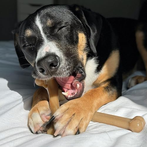 Nylabone Strong Chew Gourmet Style Dog Chew Toy Bundle, Large, 3 Count