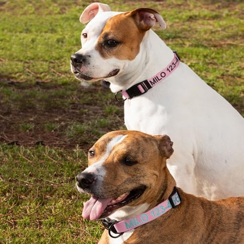 Pawtitas Personalized Dog Collar - Embroidered with Name & Phone Number - Adjustable, Customized Collar for Small Dogs & Puppies - Pink