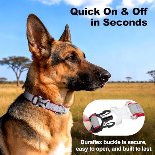 Personalized Dog Collar, Custom Embroidered Name & Phone Number