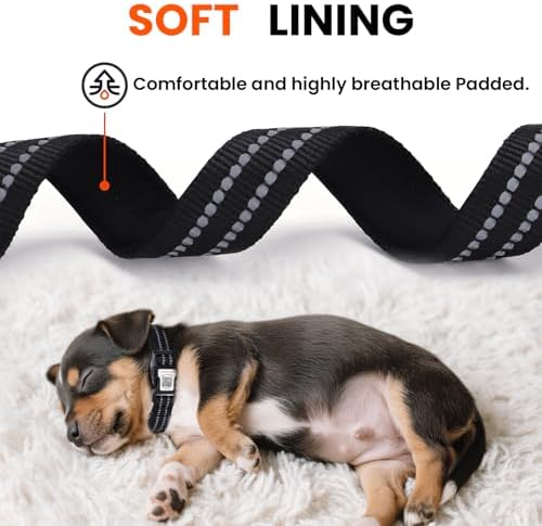 Personalized Dog Collar with QR Code Dog Tag, Black L
