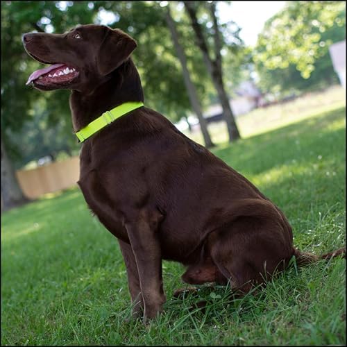 Country Brook Petz - Premium Nylon Dog Collar with Metal Buckle for Small Medium Large Breeds - 30+ Colors (Medium, 3/4 Inch, Hot Yellow)