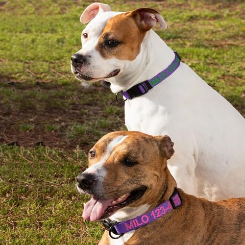 Pawtitas Personalized Dog Collar Medium Dog Collar Embroider with Name Phone Number Puppy Collar Adjustable Customized Collar for Medium Dogs Breeds Puppy Purple Dog Collar