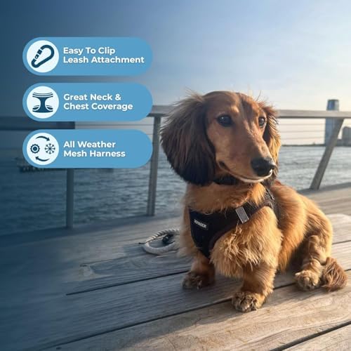 Best Pet Supplies Voyager Step-in Air All Weather Mesh Harness and Reflective Dog 5 ft Leash Combo with Neoprene Handle, for Small, Medium and Large Breed Puppies - Black, XL