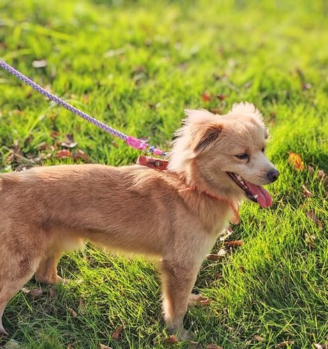 Reflective Dog Leash 2/3/4/6/10ft Braided 1/2" Strong Nylon Rope
