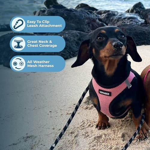 Best Pet Supplies Voyager Step-in Air All Weather Mesh Harness and Reflective Dog 5ft Leash Combo with Neoprene Handle, for Small, Medium and Large Breed Puppies - Pink Base, Small