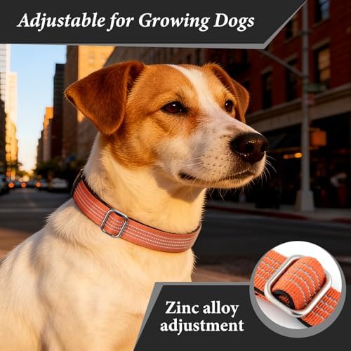 Personalized Dog Collars with Name & Phone Number, Neoprene Padded