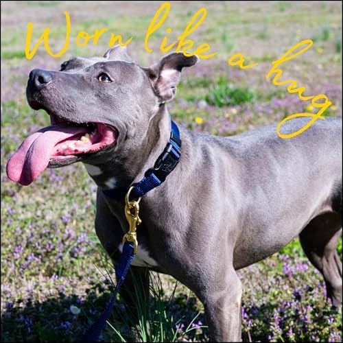 Country Brook Petz - Everyday Nylon Dog Collar for Large, Medium, and Small Dogs and Puppies - for Everyday Use in 30+ Colors (Small, 3/4 Inch Wide, Navy Blue)