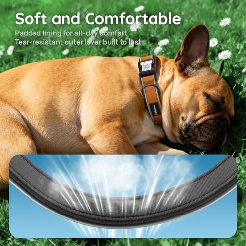 Personalized Dog Collar with QR Code Dog Tag, Oxford Orange L