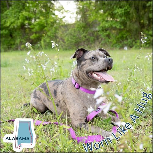 Country Brook Petz - Everyday Nylon Dog Collar for Large, Medium, and Small Dogs and Puppies - for Everyday Use in 30+ Colors (Extra Large, 1 Inch Wide, Bright Purple)