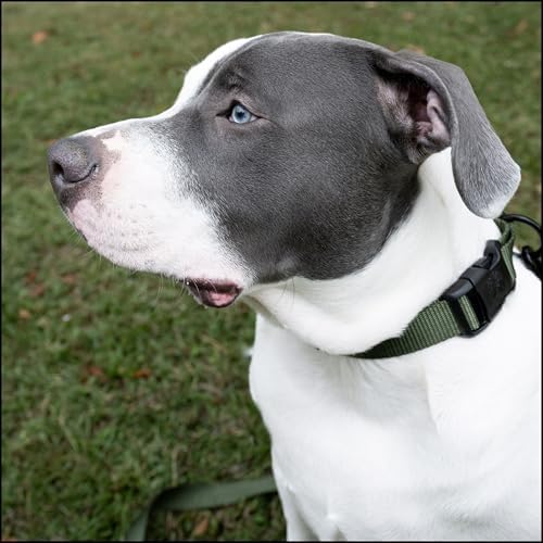 Country Brook Petz - Everyday Nylon Dog Collar for Large, Medium, and Small Dogs and Puppies - for Everyday Use in 30+ Colors (Small, 3/4 Inch Wide, Dark Olive Drab)