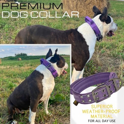 ADITYNA Heavy Duty Purple Dog Collar for Medium Dogs with Traffic Handle