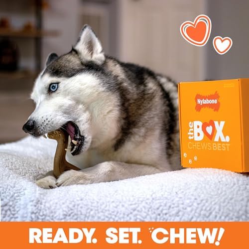 Nylabone Dog Gift Box, Strong Chew Toys & Treat, Large, 4 Count