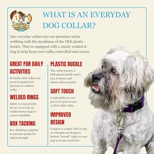 Country Brook Petz - Everyday Nylon Dog Collar for Large, Medium, and Small Dogs and Puppies - for Everyday Use in 30+ Colors (Small, 3/4 Inch Wide, Purple)