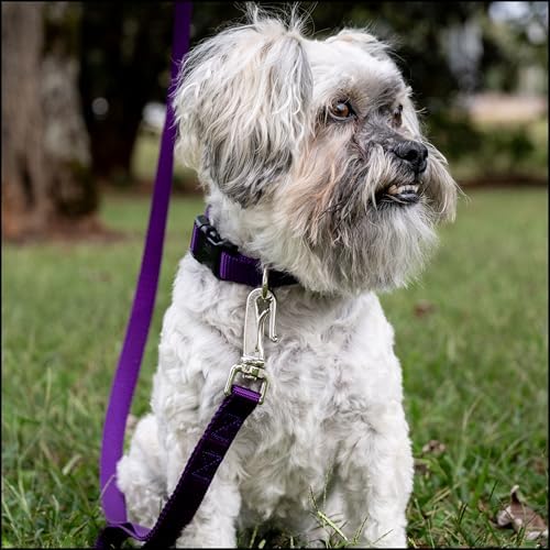 Country Brook Petz - Everyday Nylon Dog Collar for Large, Medium, and Small Dogs and Puppies - for Everyday Use in 30+ Colors (Extra Large, 1 Inch Wide, Purple)