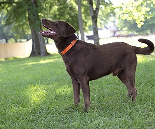 Martingale Dog Collar - Heavy Duty Nylon Adjustable Martingale Dog Collar with Plastic Buckle for Small Medium Large Breeds - 30+ Colors (1 Inch, Large, Orange)
