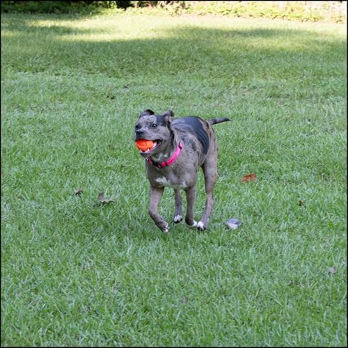 Country Brook Petz - Everyday Nylon Dog Collar for Large, Medium, and Small Dogs and Puppies - for Everyday Use in 30+ Colors (2XS, 3/8 Inch Wide, Hot Pink)