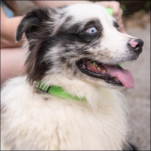 Country Brook Petz - Everyday Nylon Dog Collar for Large, Medium, and Small Dogs and Puppies - for Everyday Use in 30+ Colors (Medium, 3/4 Inch Wide, Hot Lime Green)