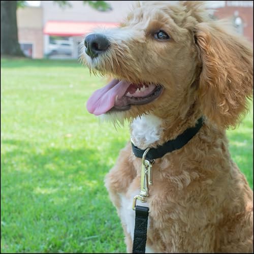 Country Brook Petz - Premium Nylon Dog Collar with Metal Buckle for Small Medium Large Breeds - 30+ Colors (Extra Large, 1 Inch, Black)