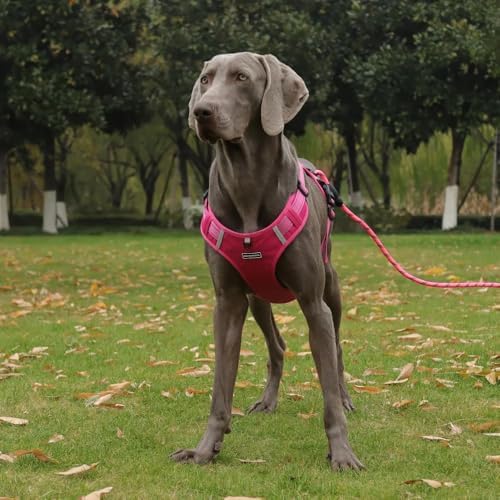 Dog Harness No Pull Adjustable Reflective,for Medium and Large Small Dog with Leash 59.06in (Fuscia, XS)