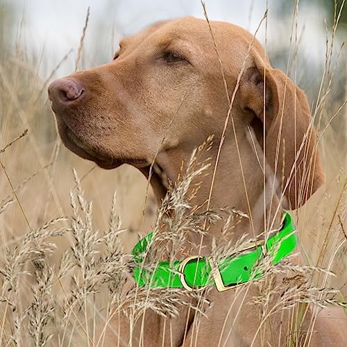 Viper Biothane Heavy Duty Waterproof Dog Collar Strong Coated Nylon Webbing w/Solid Brass Hardware Odor-Proof Easy to Clean High Performance Fits Small Medium or Large Dogs, Tropical Green