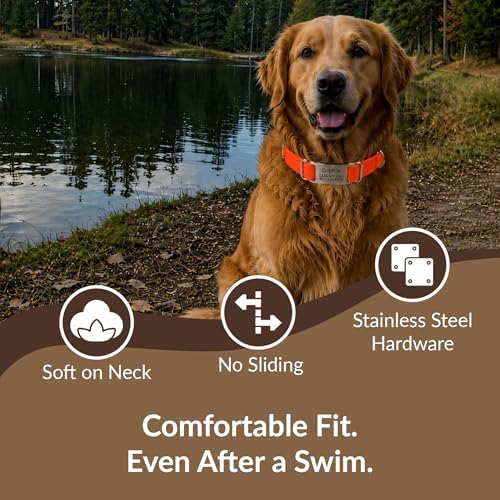 dogIDs Personalized Quick Release Waterprooft ScruffTag Dog Collar - Built-in Custom Laser Engraved Nameplate, Odor Resistant - Orange, 1 in x 13-18 in (Fits Neck Sizes: 13-18 in)