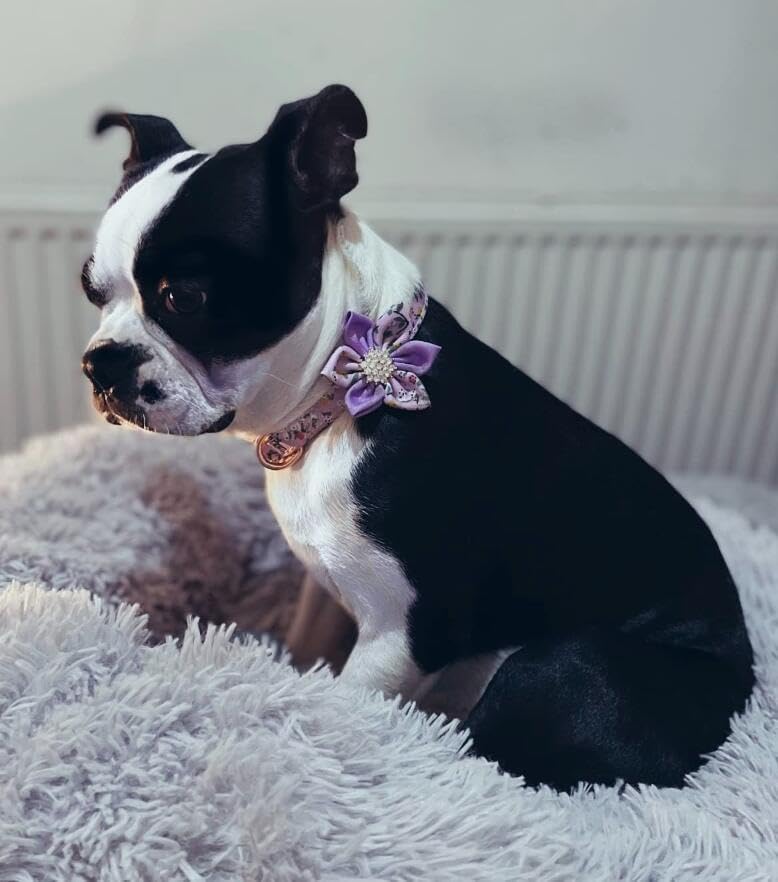 Floral Pattern Puppy Collar - Cute Dog Collar with Detachable Rhinestone Flower for Female Dogs (L, Purple/White)
