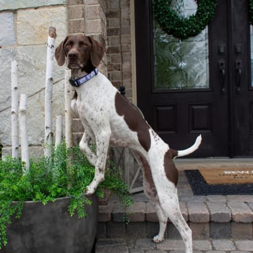 Up Country Daisy Pattern (Daisy Dog Collar, Small (9 to 15 inches) 1 inch Wide Width)