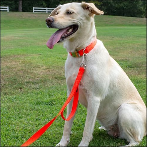 Country Brook Petz - Premium Nylon Dog Collar with Metal Buckle for Small Medium Large Breeds - 30+ Colors (Extra Large, 1 Inch, Hot Orange)
