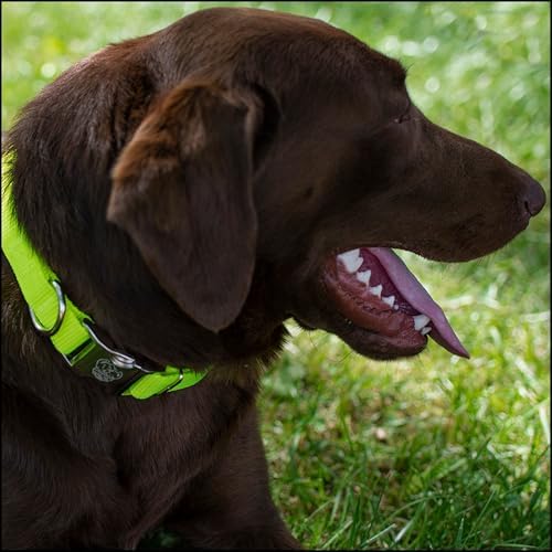 Country Brook Petz - Premium Nylon Dog Collar with Metal Buckle for Small Medium Large Breeds - 30+ Colors (Extra Large, 1 Inch, Hot Yellow)