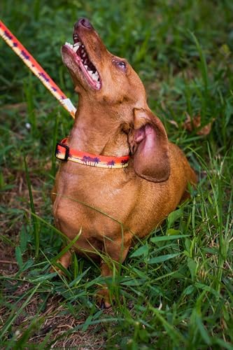 Country Brook Petz - Caribbean Sunset Everyday Dog Leash - Summer Breeze Collection Featuring Sunny Designs (6 Foot, 5/8 Inch Wide)