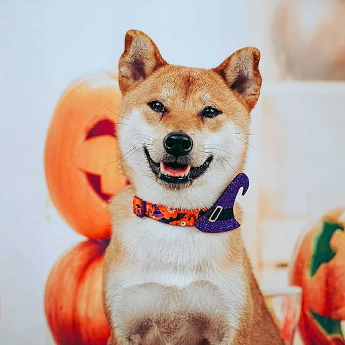 Blueberry Pet Halloween Witch Hat Adjustable Dog Collar with Detachable Glitter Accessory, Medium, Neck 14.5"-20"