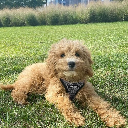 Best Pet Supplies Voyager Step-in Air Harness - All Weather Mesh, Reflective, No Pull Harness for Dogs, Cats - Secure with Hook & Loop Fastener, Buckle, Double D-Rings - Gray 2-Tone, L