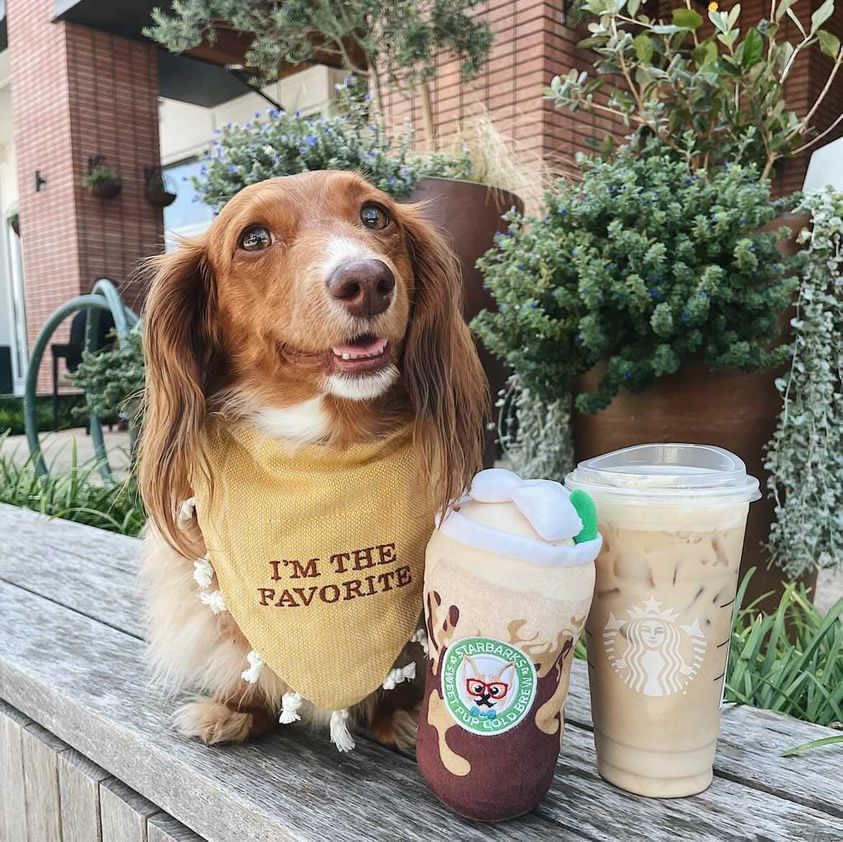 Haute Diggity Dog Starbarks Sweet Pup Cold Brew Plush Dog Toy, Drink Parody